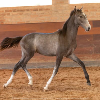 Revogador Interagro, Purebred Lusitano colt sold at The 2021 Interagro Yearlings Collection/TUPA