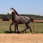 Rienzi Interagro/Interagro Lusitanos