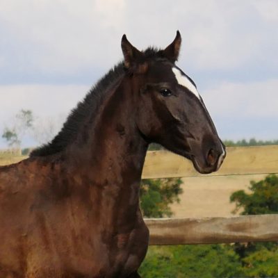 Riga Interagro
