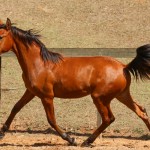 Rimbaud Interagro, bay Purebred Lusitano foal for sale at The 2021 Interagro Yearlings Collection/Photo: TUPA