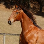 Rimbaud Interagro, bay Purebred Lusitano foal for sale at The 2021 Interagro Yearlings Collection/Photo: TUPA