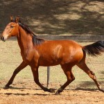 Rimbaud Interagro, bay Purebred Lusitano foal for sale at The 2021 Interagro Yearlings Collection/Photo: TUPA