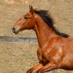 Rimbaud Interagro, bay Purebred Lusitano foal for sale at The 2021 Interagro Yearlings Collection/Photo: TUPA