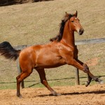 Rimbaud Interagro, bay Purebred Lusitano foal for sale at The 2021 Interagro Yearlings Collection/Photo: TUPA