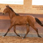 Rimbaud Interagro, bay Purebred Lusitano foal for sale at The 2021 Interagro Yearlings Collection/Photo: TUPA