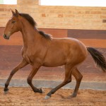 Rimbaud Interagro, bay Purebred Lusitano foal for sale at The 2021 Interagro Yearlings Collection/Photo: TUPA
