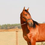 Robin Hood Interagro, bay Purebred Lusitano gelding for sale/Interagro Lusitanos
