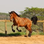 Robin Hood Interagro, bay Purebred Lusitano gelding for sale/Interagro Lusitanos