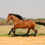 Robin Hood Interagro, bay Purebred Lusitano gelding for sale/Interagro Lusitanos