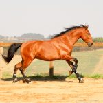 Robin Hood Interagro, bay Purebred Lusitano gelding for sale/Interagro Lusitanos