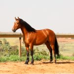 Robin Hood Interagro, bay Purebred Lusitano gelding for sale/Interagro Lusitanos