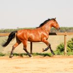 Robin Hood Interagro, bay Purebred Lusitano gelding for sale/Interagro Lusitanos