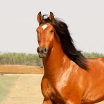 Robin Hood Interagro, bay Purebred Lusitano gelding for sale/Interagro Lusitanos