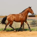 Robin Hood Interagro, bay Purebred Lusitano gelding for sale/Interagro Lusitanos
