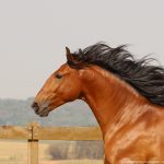 Robin Hood Interagro, bay Purebred Lusitano gelding for sale/Interagro Lusitanos