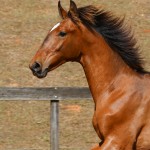 Robin Hood Interagro, bay Purebred Lusitano foal for sale at The 2021 Interagro Yearlings Collection/Photo:TUPA