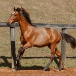 Robin Hood Interagro, bay Purebred Lusitano foal for sale at The 2021 Interagro Yearlings Collection/Photo:TUPA