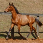 Robin Hood Interagro, bay Purebred Lusitano foal for sale at The 2021 Interagro Yearlings Collection/Photo:TUPA