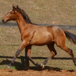 Robin Hood Interagro, bay Purebred Lusitano foal for sale at The 2021 Interagro Yearlings Collection/Photo:TUPA