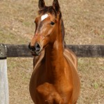 Robin Hood Interagro, bay Purebred Lusitano foal for sale at The 2021 Interagro Yearlings Collection/Photo:TUPA