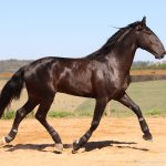 Roderic Interagro, black Purebred Lusitano stallion/Interagro Lusitanos