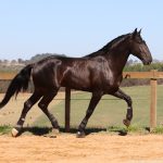 Roderic Interagro, black Purebred Lusitano stallion/Interagro Lusitanos