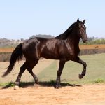 Roderic Interagro, black Purebred Lusitano stallion/Interagro Lusitanos