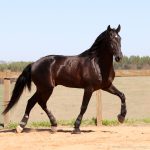 Roderic Interagro, black Purebred Lusitano stallion/Interagro Lusitanos