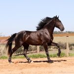 Roderic Interagro, black Purebred Lusitano stallion/Interagro Lusitanos