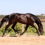 Roderic Interagro, garanhão Puro Sangue Lusitano preto/Interagro Lusitanos