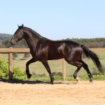 Roderic Interagro, black Purebred Lusitano stallion/Interagro Lusitanos