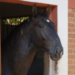 Roderic Interagro, black Purebred Lusitano stallion/Interagro Lusitanos