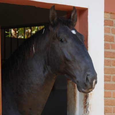 Roderic Interagro, black Purebred Lusitano stallion/Interagro Lusitanos