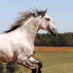 Roland Interagro, grey Purebred Lusitano stallion/Interagro Lusitanos