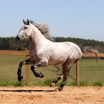 Roland Interagro, grey Purebred Lusitano stallion/Interagro Lusitanos