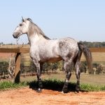 Roland Interagro, grey Purebred Lusitano stallion/Interagro Lusitanos