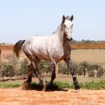 Roland Interagro, grey Purebred Lusitano stallion/Interagro Lusitanos
