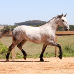 Roland Interagro, grey Purebred Lusitano stallion/Interagro Lusitanos