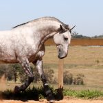 Roland Interagro, grey Purebred Lusitano stallion/Interagro Lusitanos