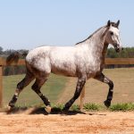 Roland Interagro, grey Purebred Lusitano stallion/Interagro Lusitanos
