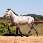 Roland Interagro, grey Purebred Lusitano stallion/Interagro Lusitanos