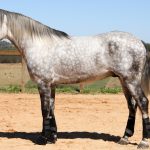 Roland Interagro, grey Purebred Lusitano stallion/Interagro Lusitanos