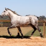 Roland Interagro, grey Purebred Lusitano stallion/Interagro Lusitanos