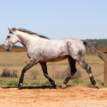 Roland Interagro, grey Purebred Lusitano stallion/Interagro Lusitanos