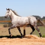 Roland Interagro, grey Purebred Lusitano stallion/Interagro Lusitanos