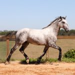 Roland Interagro, grey Purebred Lusitano stallion/Interagro Lusitanos