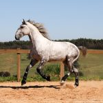 Roland Interagro, grey Purebred Lusitano stallion/Interagro Lusitanos