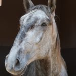 Roland Interagro, grey Purebred Lusitano stallion/Interagro Lusitanos