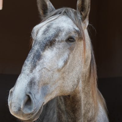 Roland Interagro, grey Purebred Lusitano stallion/Interagro Lusitanos