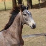 Rompante Interagro, grey Purebred Lusitano colt for sale at The 2021 Interagro Yearlings Collection/Photo: TUPA